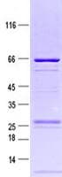 Human IST1 Protein (Recombinant GST, N-terminus + His, C-terminus)