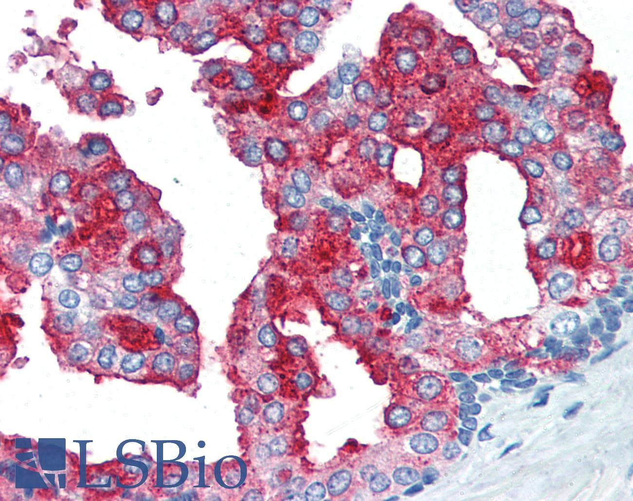PathPlus™ Monoclonal Mouse anti-Human FOLH1 / PSMA Antibody (clone Y-PSMA1, IHC, WB)