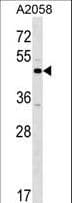 XKR3 Antibody (aa410-438)