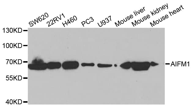 Polyclonal Rabbit anti-Human AIFM1 / AIF / PDCD8 Antibody (IHC, IF, WB)