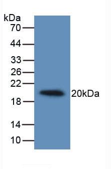 IL19 Antibody