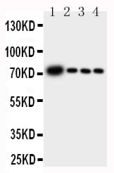 GCLC Antibody (aa7-24)