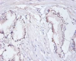 RPA3 Antibody