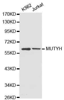 Polyclonal Rabbit anti-Human MUTYH / MYH Antibody (IHC, IF, WB)