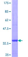 Human PTPRG / RPTR-Gamma Protein (Recombinant GST)