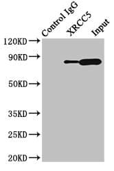 XRCC5 / Ku80 Antibody