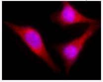 IHC-plus™ Prohibitin 2 / PHB2 Antibody (C-Terminus)