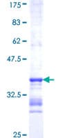 Human HTR1F / 5-HT1F Receptor Protein (Recombinant GST, N-terminus)