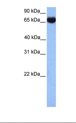 HSPA1L Antibody (C-Terminus)
