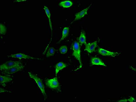 MAPK8 / JNK1 Antibody