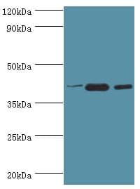 PPID / Cyclophilin D Antibody (aa161-370)