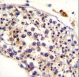 Polyclonal Rabbit anti-Human HAUS3 / C4orf15 Antibody (aa372-400, IHC, WB)