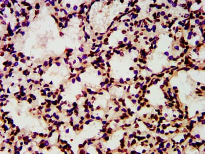 HIST1H4I Antibody