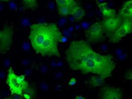 PDE10A Antibody (clone OTI3G9)