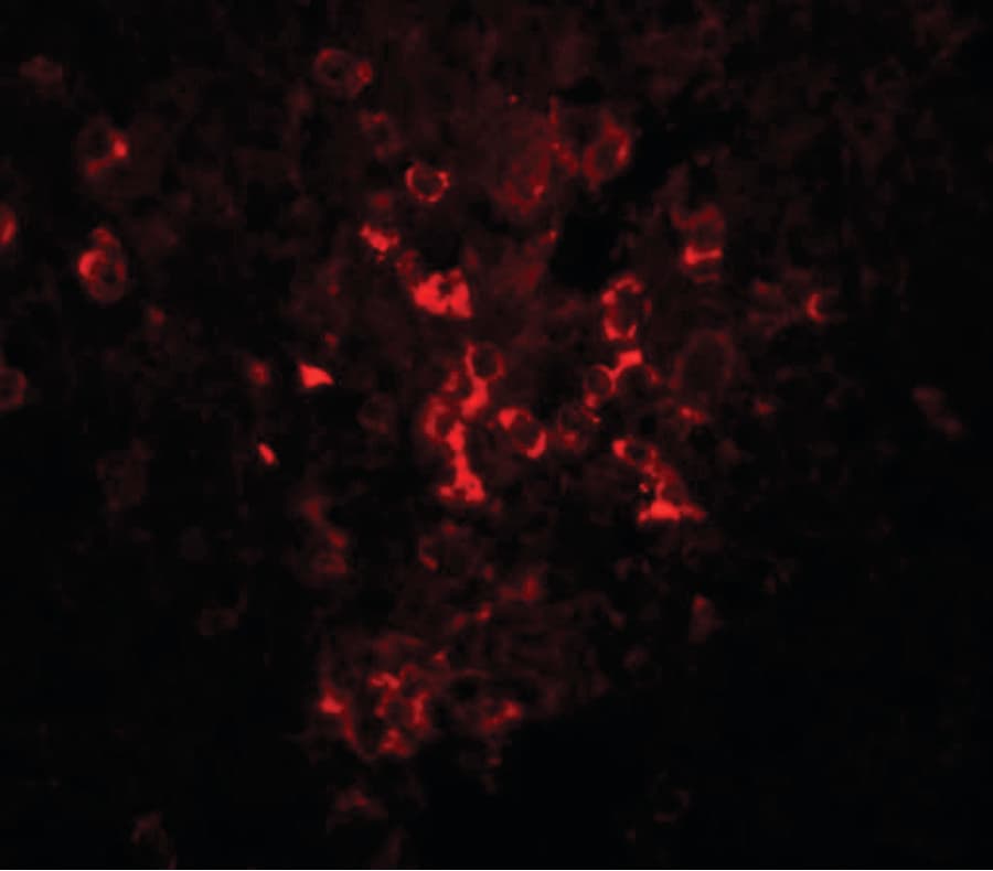 IHC-plus™ SEC16B Antibody