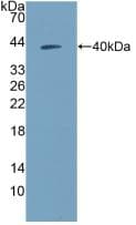 Neuropeptide Y / NPY Antibody