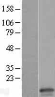 CLDN15 / Claudin 15 Protein (Over-Expression Lysate Myc-DDK (Flag))