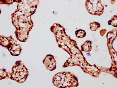 Polyclonal Rabbit anti-Human HIST1H4I Antibody (IHC, WB)