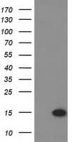 EIF1 Antibody (clone OTI2B9)