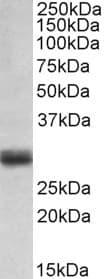 IHC-plus™ FGF5 Antibody (aa248-260)