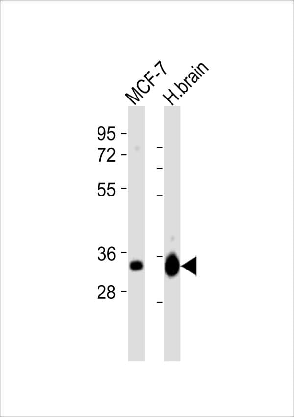 MAPRE3 / EB3 Antibody