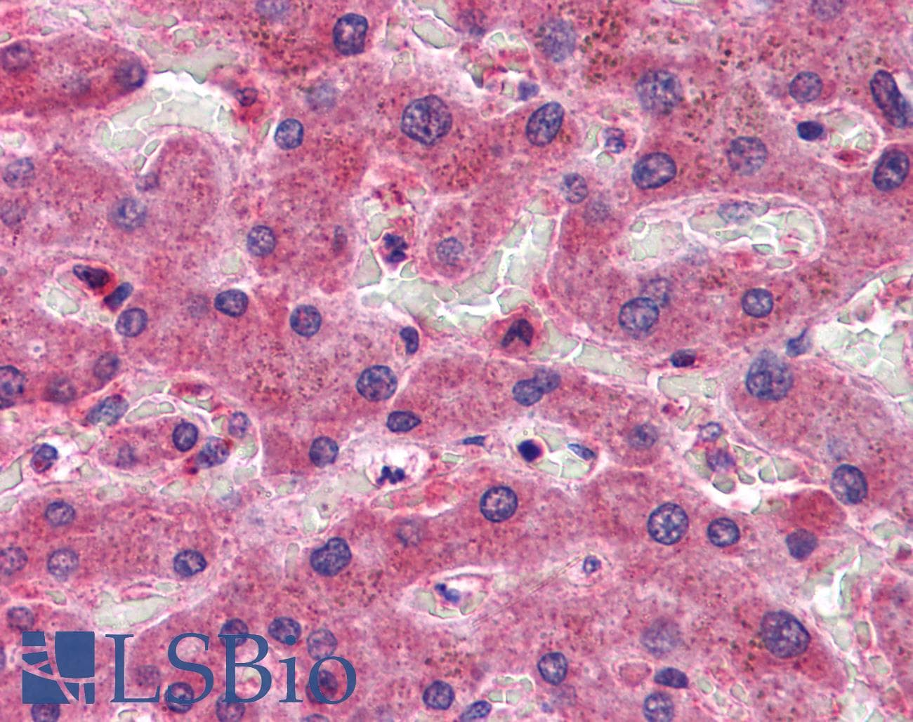 IHC-plus™ OASIS / CREB3L1 Antibody (aa497-509)