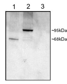 IHC-plus™ Polyclonal Goat anti-Human PDE4D Antibody (aa796-809, IHC, WB)