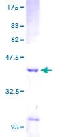 Human DAP Protein (Recombinant GST)