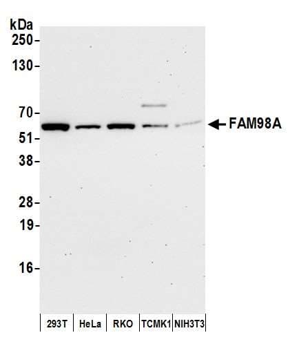 FAM98A Antibody (aa469-519)