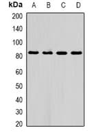 AFAP1 / AFAP Antibody
