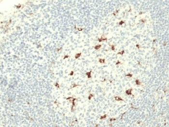 CD68 Antibody (clone C68/2709, Ready-to-Use)