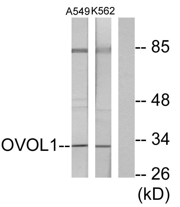 IHC-plus™ OVOL1 Antibody (aa1-50)