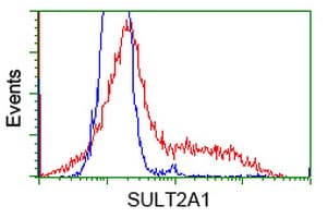 SULT2A1 / Sulfotransferase 2A1 Antibody (clone OTI4D7)