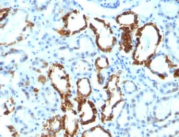 MFGE8 /Lactadherin Antibody (clone EDM45)