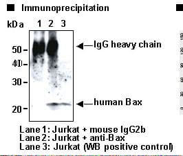 BAX Antibody (clone 4F11)