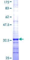 Human HIST1H4H Protein (Recombinant GST, N-terminus)