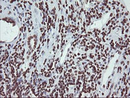 CHN1 Antibody (clone OTI2G6)