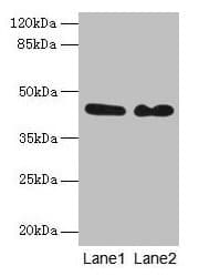 GRB4 / NCK2 Antibody (aa1-380)