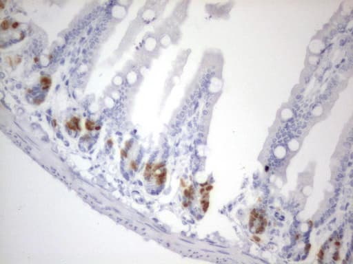 BrdU Antibody (clone 4C9)