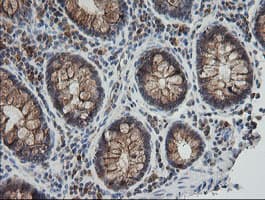 UBE2G2 Antibody (clone OTI1B10, Carrier-free)