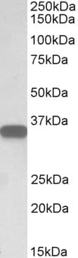 IHC-plus™ CD20 Antibody (aa284-297)