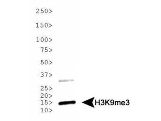 HIST3H3 Antibody (Me3-Lys9)