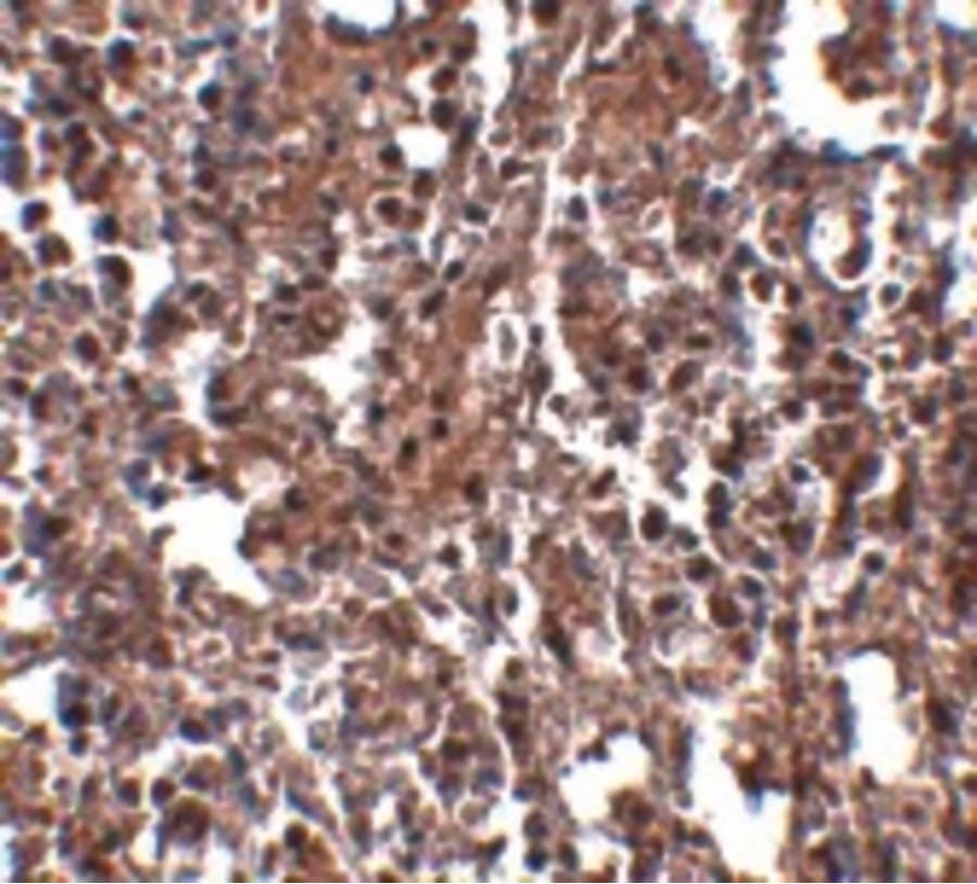 Polyclonal Rabbit anti-Mouse Klra2 Antibody (IHC, IF, WB)