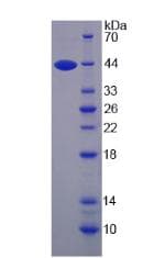 Bovine IL13 Protein (Recombinant His-S)