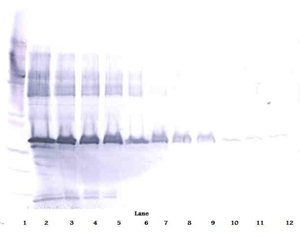 APOE / Apolipoprotein E Antibody