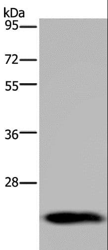GH2 Antibody