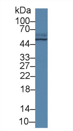 TCN2 Antibody (aa19-427, Cy3)