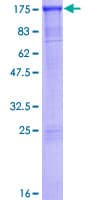 Human SMARCAD1 Protein (Recombinant GST)