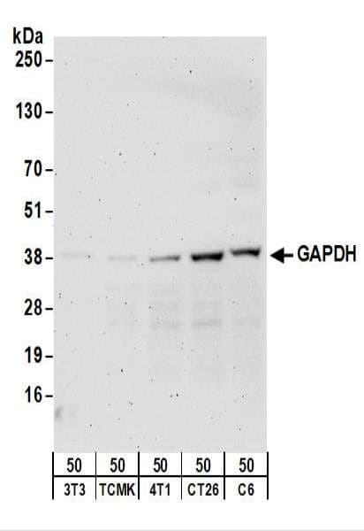 GAPDH Antibody (aa300-C-term)