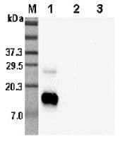 IHC-plus™ RETNLB / RELM-Beta Antibody